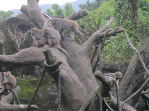 Taipei Zoo