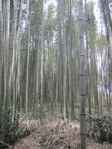 Bamboo Forest 