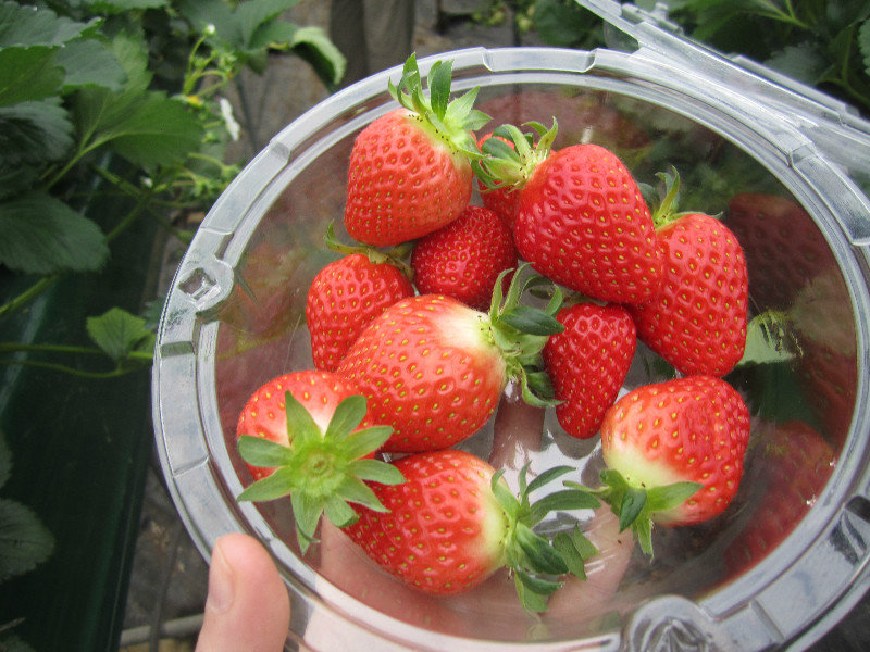 My Delicious Strawberries!