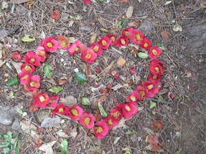 Camellia Heart