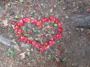 Camellia Heart