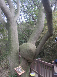 Penis Tree