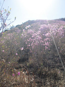 Mt. Yeongchwisan