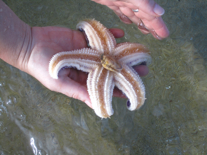 Star fish eating clam