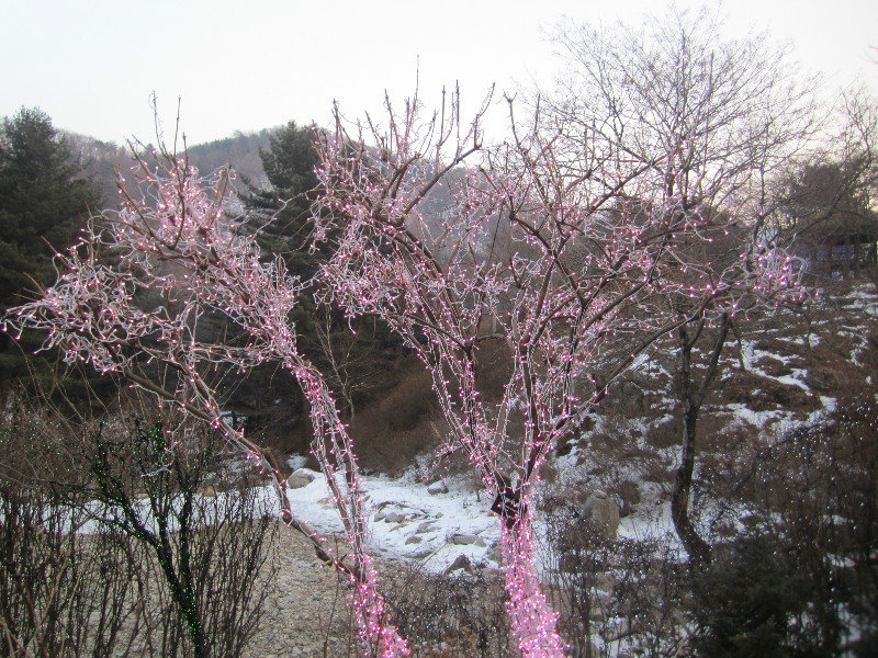 The Garden Of Morning Calm