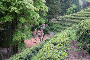 Boseong Green Tea Fields