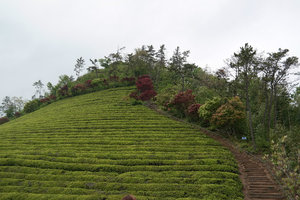 Boseong Green Tea Fields