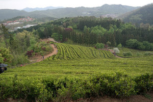SAM_0185Boseong Green Tea Fields