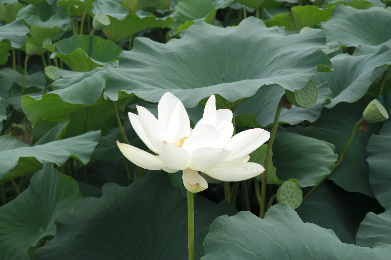 Buyeo Lotus Festival, Gungnamji Pond