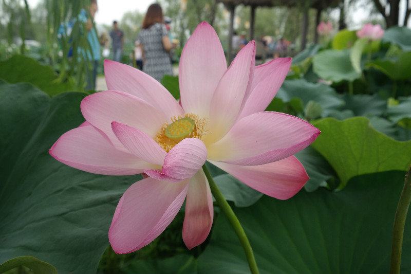 Buyeo Lotus Festival, Gungnamji Pond