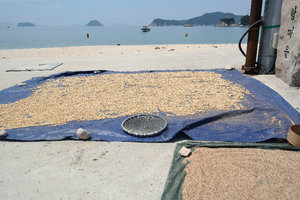 Drying The Crops