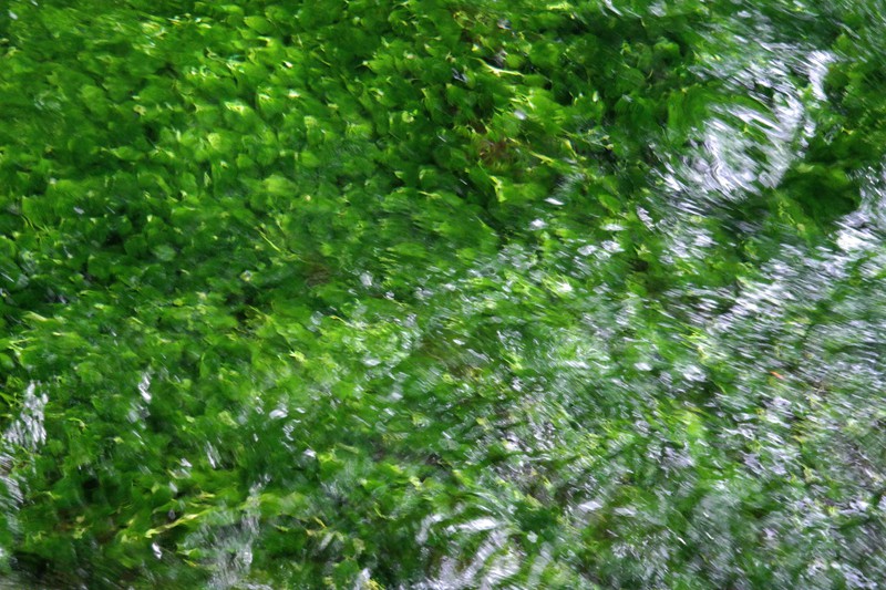 Mossy River Stones, Kamikochi