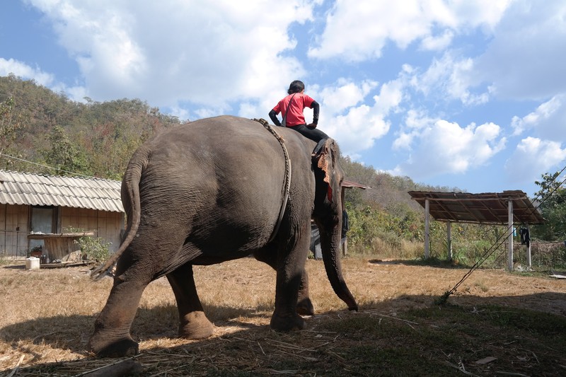 Mahout Riding His Elephant