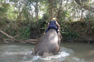 How To Fall Off An Elephant