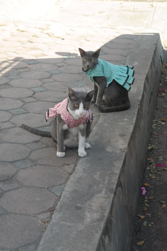 Dressed Up Kitties