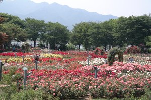 Rose Festival