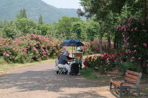 Rose Festival