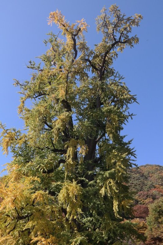 Largest Ginkgo Tree in Asia