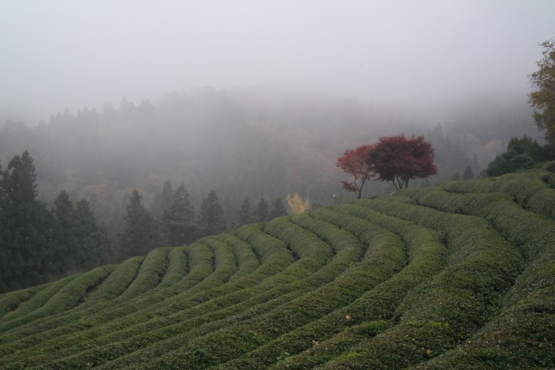 Daehan Dawon Tea Plantation 