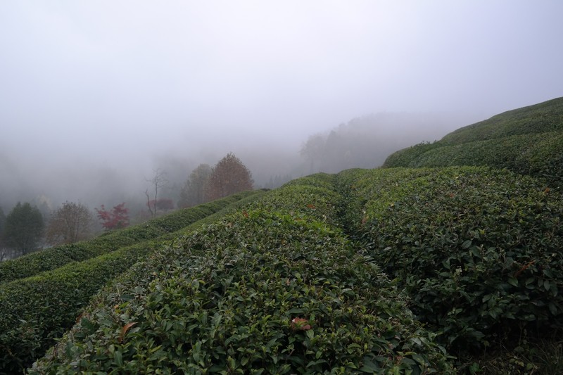 Daehan Dawon Tea Plantation 