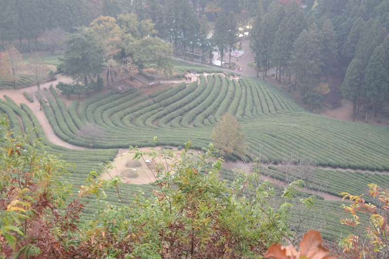 Daehan Dawon Tea Plantation 