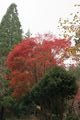 Autumn Colours 