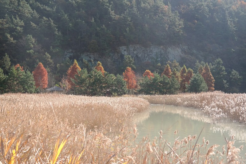 Suncheon Bay Ecological Park