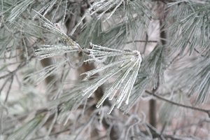 Snowy Tree