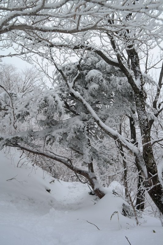 Snowy Trail