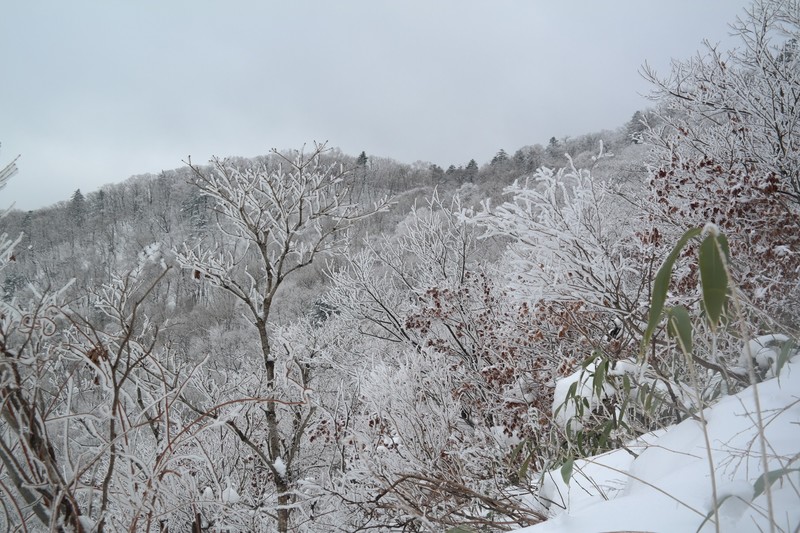 Snowy View