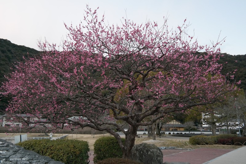 Kikko Park, Iwakuni