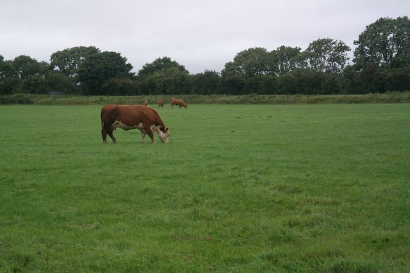 First Field Of Cows