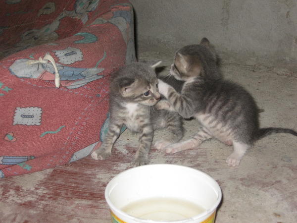 Baby Kittens at the Hostel