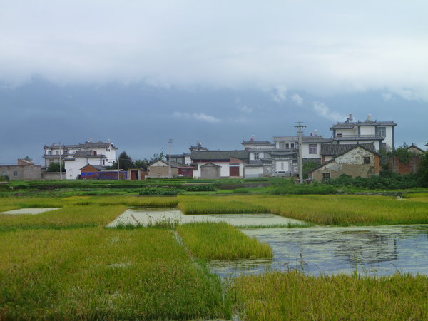 The paddy fields of Dali