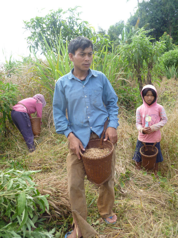 Harvesting the spirit rice