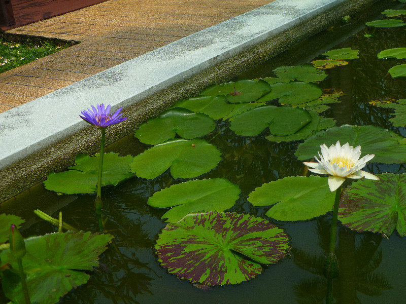 Lillies in Samui