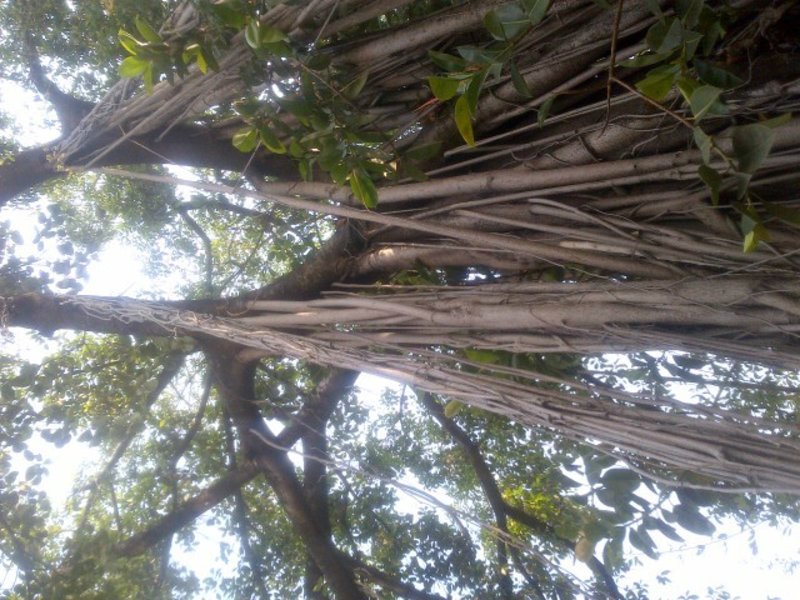 A beautiful Bodhi tree.