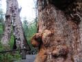 The Giant Tingle Tree