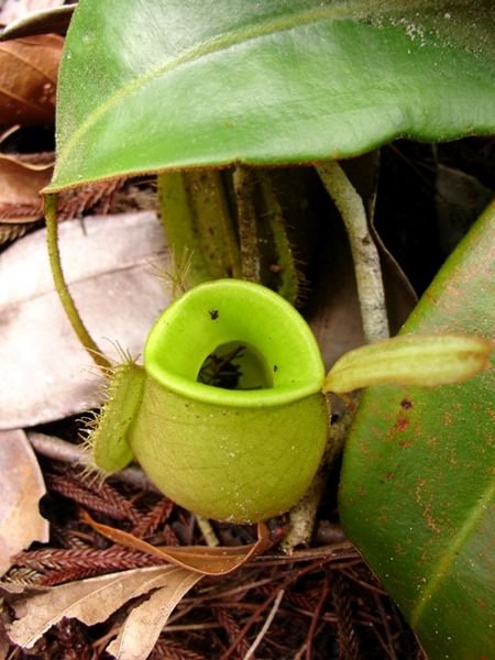 More pitcher plants