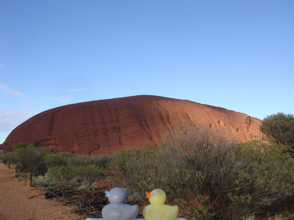 Uluru Ducks