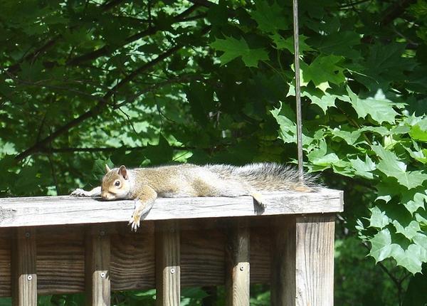 Sunbathing squirrel