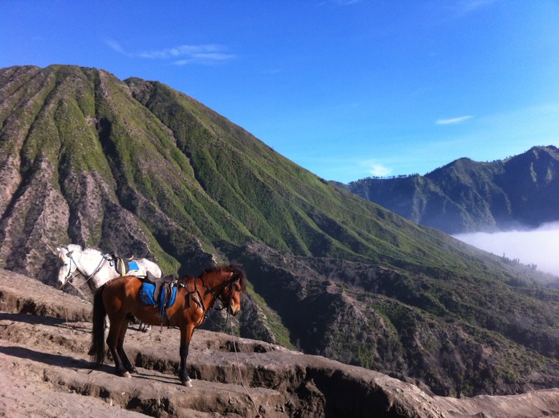 Horses on Mt Bromo