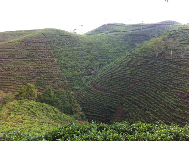 Terraced Tea Plantations on Mt Lawu