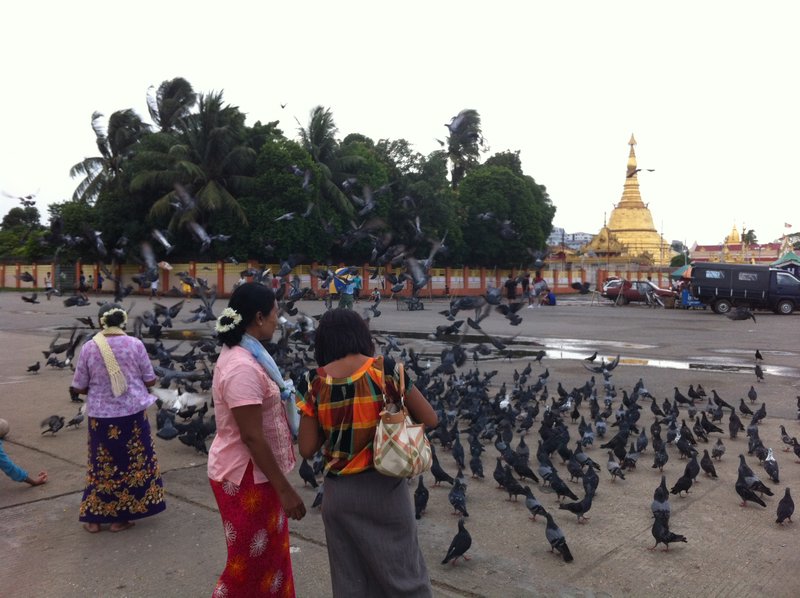 Pigeons @ Botataung