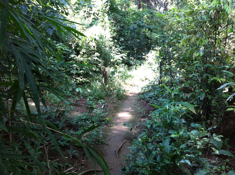 Jungle Trail Leading to Tad Lo Falls