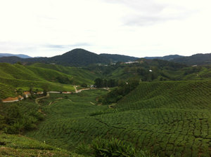 Sungei Palas BOH Tea Plantation