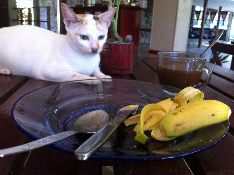 This Cat Eats Margarine