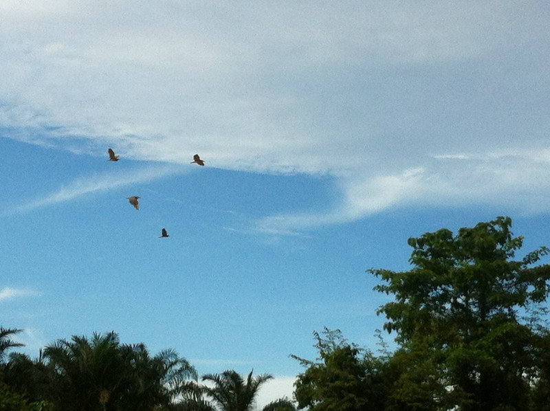 Borneo Birds in Flight