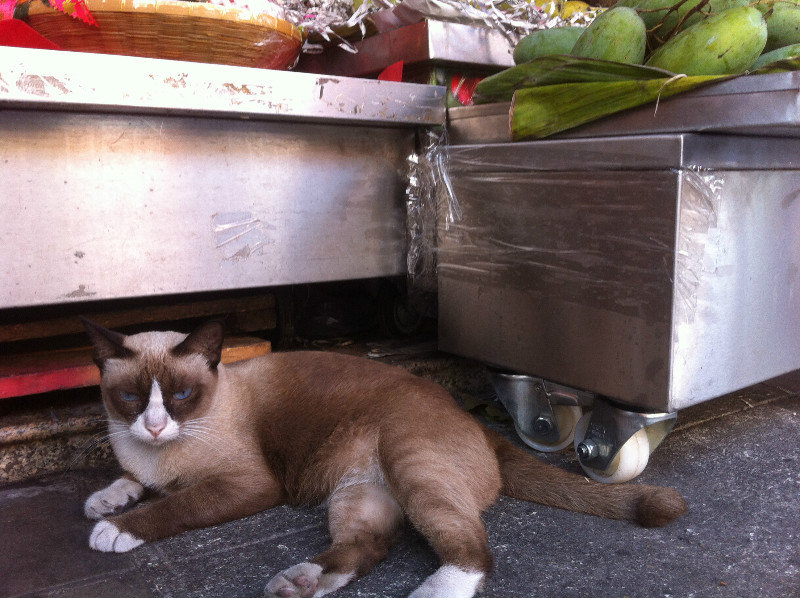 Thonglor Fruit Cat still alive and kicking