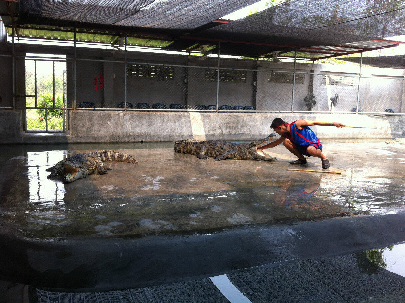 Thai Crocodile Show